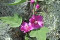 Malva olbia